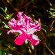 An azalea from the front yard.